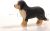 Bener Sennenhund 10521