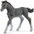 Trakehner Fohlen