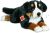 Berner Sennenhund 60 cm