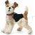Foxy Foxterrier 031717 