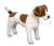 Jack Russel  53 cm