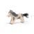 Sheland Pony laufend