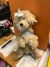 Steiff Pudel Clubedition 420085