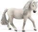Islandpony Stute
