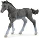 Trakehner Fohlen