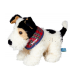 Foxterrier Boomer