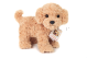 Hermann, Cockapoo stehend 23 cm