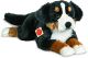 Berner Sennenhund 60 cm
