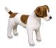 Jack Russel  53 cm