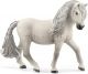 Islandpony Stute