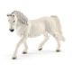 Lipizzaner
