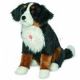 Berner Sennenhund  ca 60 cm