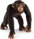 Schleich Schimpanse