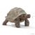 Riesenschildkröte